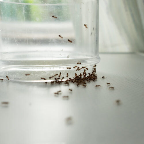 Dallas-Fort Worth Ant Exterminators