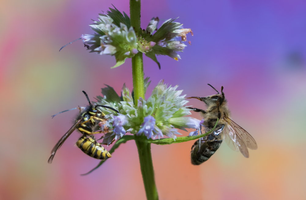 Dallas-Fort Worth Bee & Wasp Exterminators