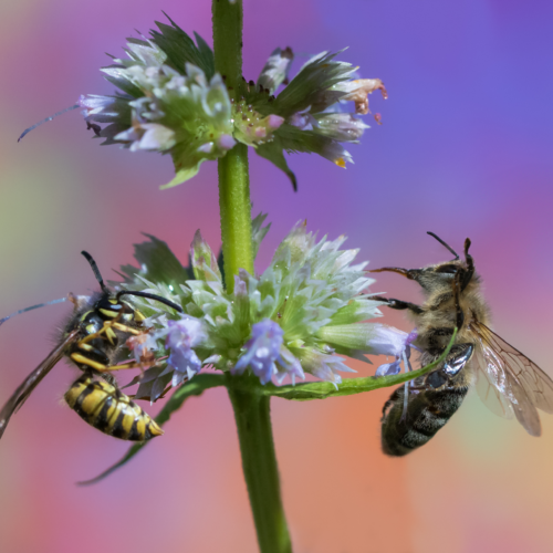 Dallas-Fort Worth Bee & Wasp Exterminators