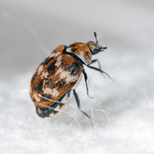 Dallas-Fort Worth Beetle Exterminators