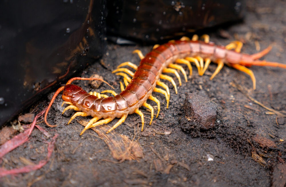 Dallas-Fort Worth Centipede Exterminators