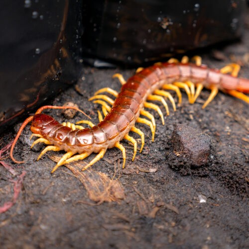 Dallas-Fort Worth Centipede Exterminators