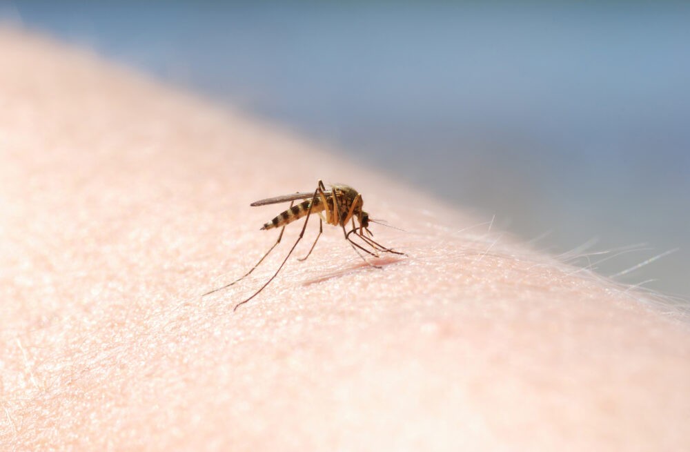 Dallas Mosquito Exterminators