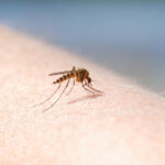Dallas Mosquito Exterminators