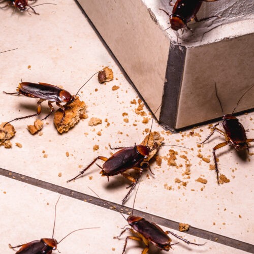 Dallas Roach Exterminators