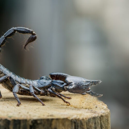Dallas Scorpion Exterminators