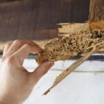 Dallas Termite Exterminators